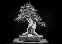 Pokojové bonsaje vyžadují jinou péči než ostatní pokojové rostliny