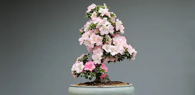 Jakou péči vyžadují pokojové bonsaje? | KvětinyOnline